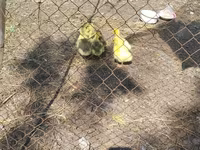 Geese — عکس 2