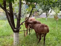 ভেড়ার পাঁঠা, ভেড়া — ছবি 1