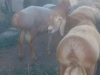 Koyun, Edilbay sheep — foto 3