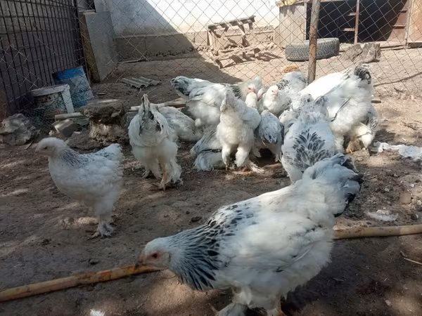 Brahma — Kyrgyzstan