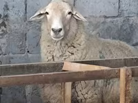 میش, Tian-Shan semifinewool sheep — عکس 3