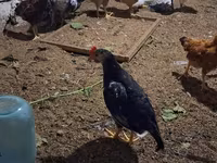 Chickens — Foto 7