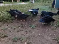 Ducks — foto 2