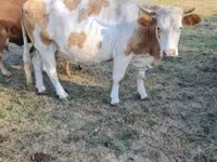 Бух, Лимузин үхэр — 7 зураг
