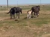 Cavalla, Cavalli — foto 1