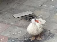 Muscovy domestica — foto 1