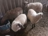 Biri-biri betina, Sheep — foto 3