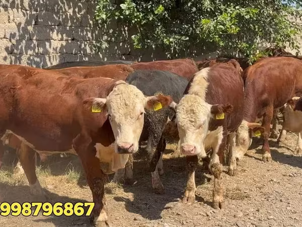 雄牛, 赤いベラルーシ牛 — ウズベキスタン