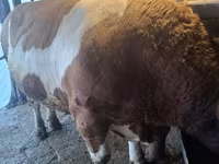 Býk, Simmental cattle — foto 3