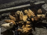 Chickens — sawirka 2