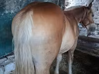 Kuda jantan, Horses — foto 3