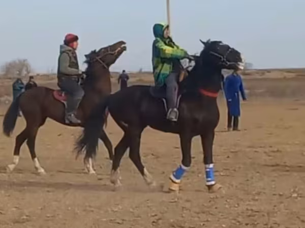 Konji (partija, pol nije naveden), Коњи — Узбекистан