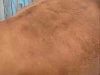 Αγελάδα, Latvian Blue cattle — φωτογραφία 3