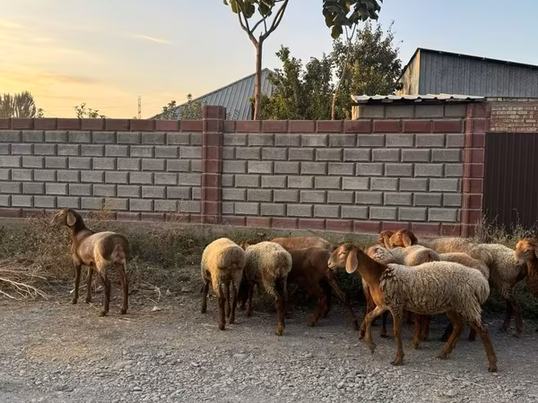 میش, Edilbay sheep