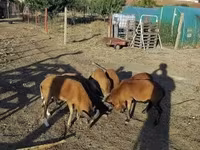 كبش, Cameroon sheep — الصورة 2