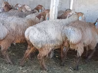 Beran, Arashan sheep — foto 3