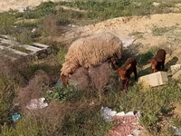 Pecora, Pecore — foto 3