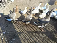 Ducks — 1-rasm