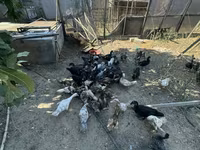 Ducks — الصورة 2