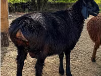 Beran, Hissar sheep — foto 2