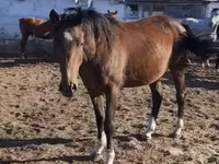 Konji (partija, pol nije naveden), Thoroughbred horse — fotografija 2