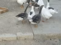 Geese — foto 4