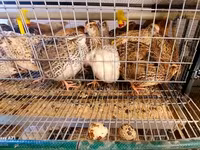 Quails — picha 2