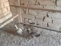 Ducks — عکس 3