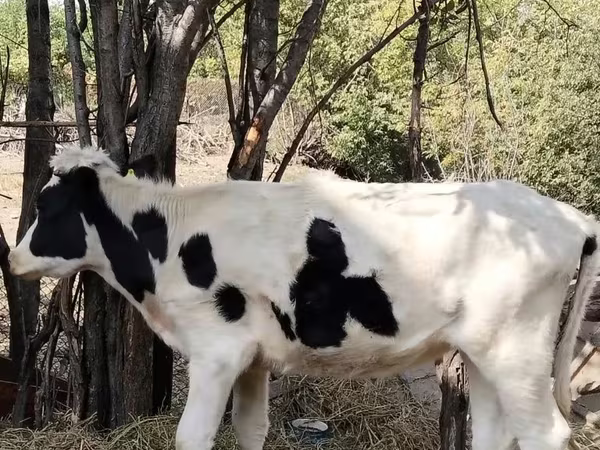 Αγελάδα, Russian Black pied cattle
