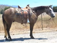 اسب نر, Quarter Horse — عکس 1