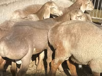 Carnero, Arashan sheep — foto 1