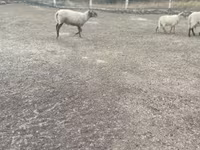 Baran, Merino sheep — zdjęcie 5