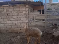 قوچ, گوسفند — عکس 2