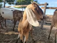 بز ماده, Nubian Goat — عکس 1