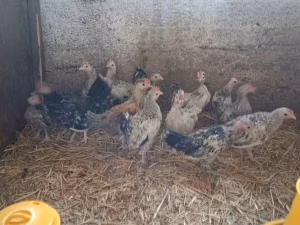 بنتام ژاپنی