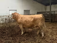 Vaca, Vaca Limousine — foto 6