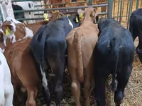 Býk, Simmental cattle — foto 4