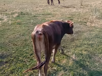 Krowa, Russian Black pied cattle — zdjęcie 3