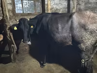 İnek, Holstein ırkı — foto 4
