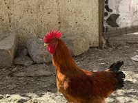 Chickens — 写真 1