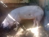 Doofaar dhaddig, Pigs — sawirka 4