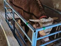 گاو و گوساله (گروه، جنسیت مشخص نشده), گاو — عکس 1