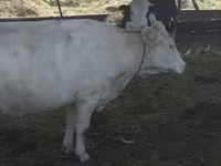 گاو ماده, Swiss cattle — عکس 1