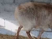 Овен, Rhon sheep — снимка 7