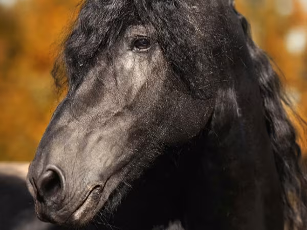 اسب نر, Friesian