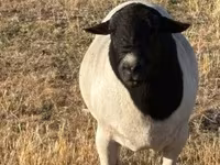 Dume la kondoo, Dorper sheep — picha 2