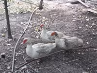 Muscovy domestica — foto 7