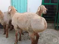 Domba jantan, Sheep — foto 3