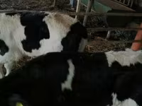 Bik, Russian Black pied cattle — fotografija 2