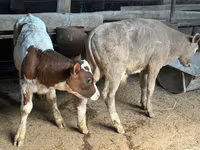 Vacă, Rasa Holstein — foto 3